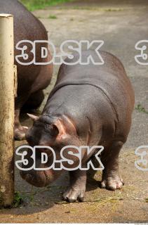 Hippo baby 0012